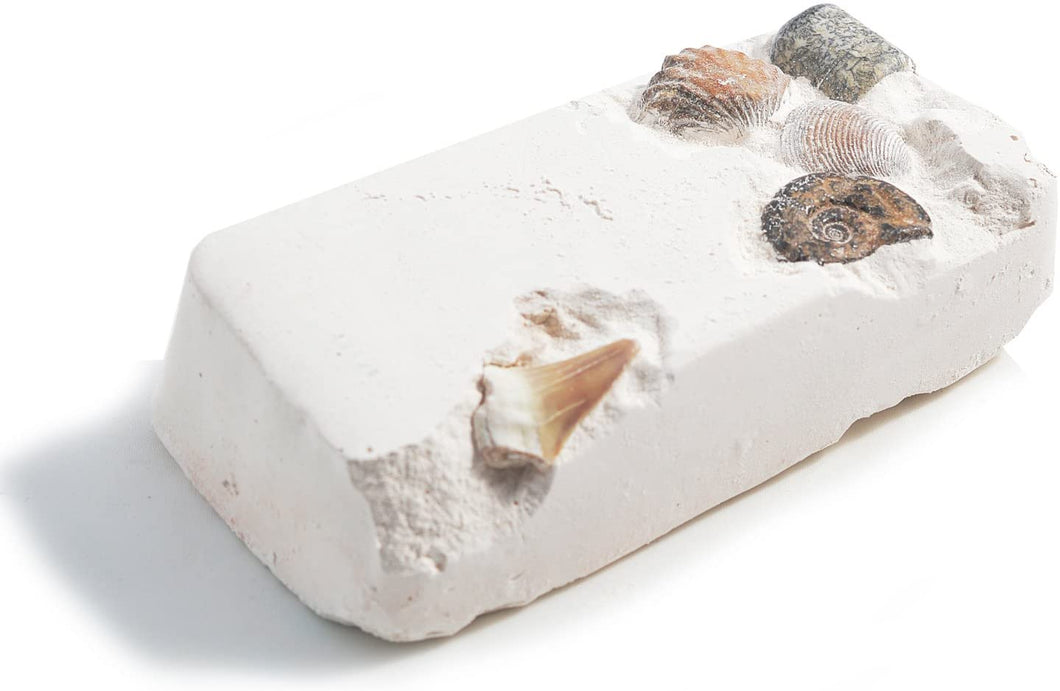 Dig Your Own Fossils Kit